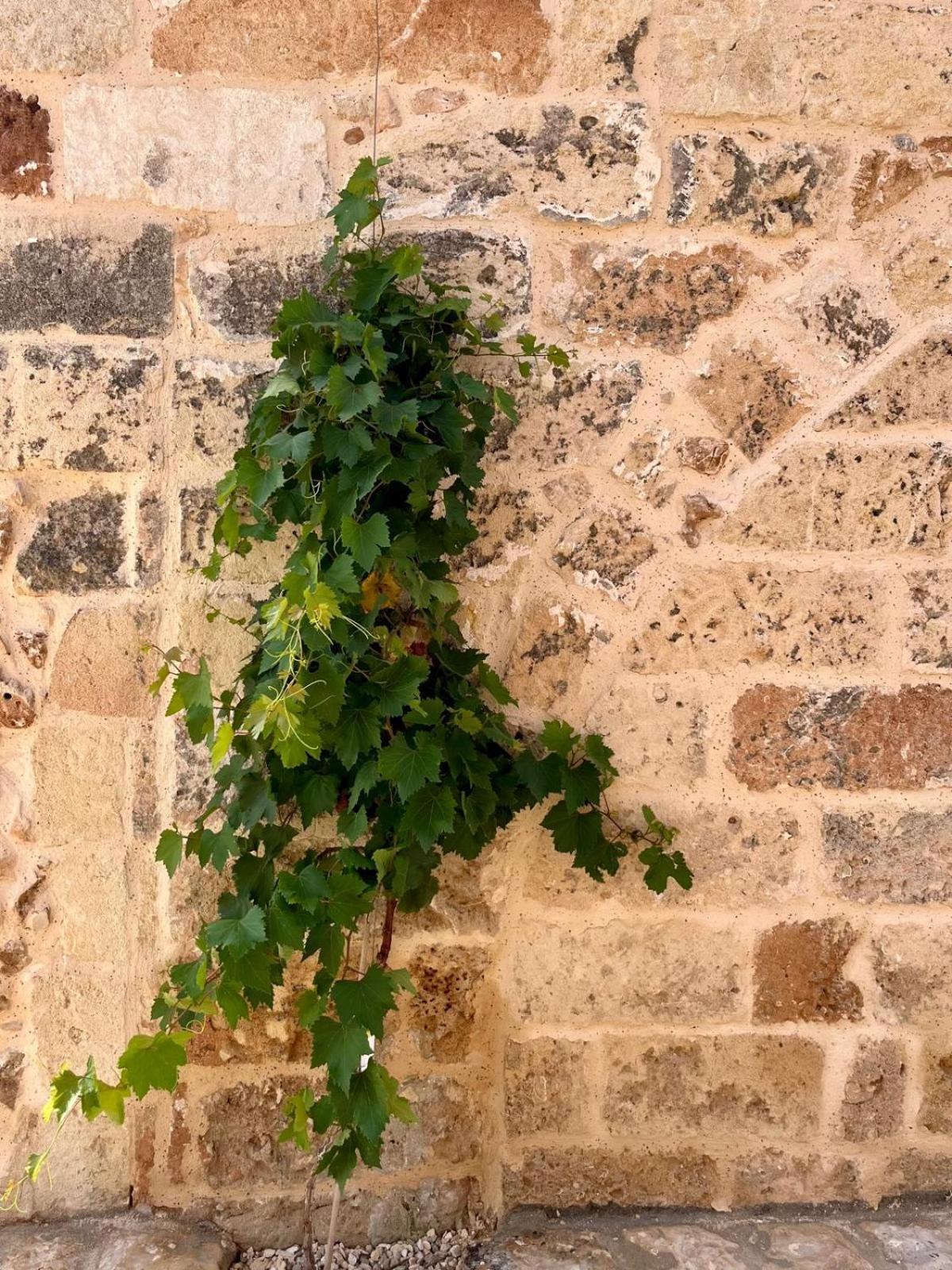 Masseria Voluzzi Copertino Esterno foto